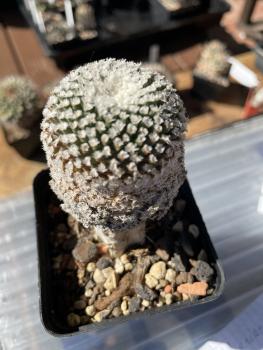Turbinicarpus valdezianus